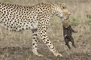 Images Dated 7th February 2006: Cheetah - female carrying 16 day old cub