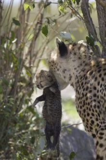 Images Dated 27th January 2006: Cheetah - female carrying 5 day old cub - Maasai Mara Reserve - Kenya