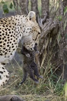 Cheetah - female carrying 8 day old cub
