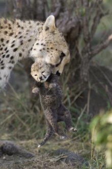 Images Dated 30th January 2006: Cheetah - female carrying 8 day old cub - Maasai Mara Reserve - Kenya