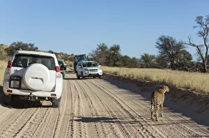 Cheetah - female on an earth road next to tourist