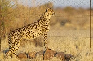 Cheetah - female at the fence of her enclosure