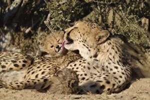 Images Dated 26th August 2009: Cheetah - female grooming its 41 days old male