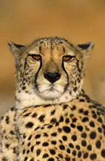 Cheetah - female Namibia Africa