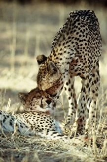 Images Dated 4th July 2005: CHEETAH - Female nuzzles cub