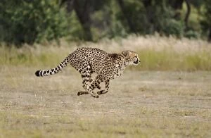 Images Dated 15th April 2008: Cheetah - female - running