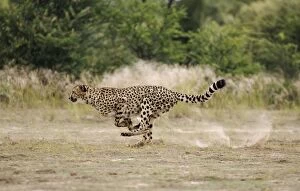 Cheetah - female - running