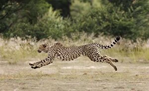 Images Dated 15th April 2008: Cheetah - female - running