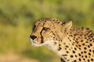 Acinonyx Jubatus Gallery: Cheetah - female has spotted a possible prey animal