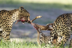 Acinonyx Jubatus Gallery: Cheetah - female and her two subadult female cubs