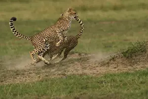 Cheetah - two fighting Transmara, Maasai Mara, Kenya, Africa Acinonyx jubatus
