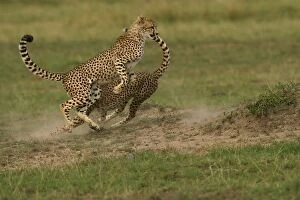 Images Dated 1st September 2003: Cheetah - two fighting Transmara, Maasai Mara, Kenya, Africa Acinonyx jubatus