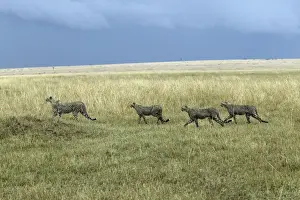 Cheetah - four. Maasai Mara National Park - Kenya - Africa