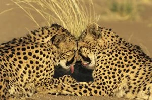 Cheetah grooming pair photographed in captivity on a farm
