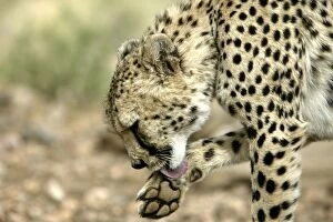 Cheetah - grooming paw