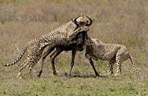 Cheetah - group attacking Wildebeest - series 3 of 11