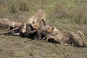 Cheetah - group feeding on Wildebeest prey - series 7 of 11