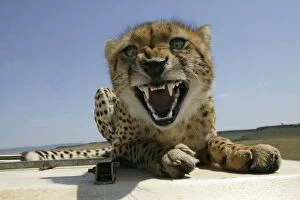 Cheetah - Growling - Lying down on roof of vehicle