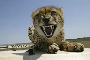 Cheetah Growling - Lying down on roof of vehicle TransMara, Maasai Mara, Kenya, Africa