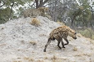 Cheetah - Growling at spotted hyena (Crocuta crocuta)