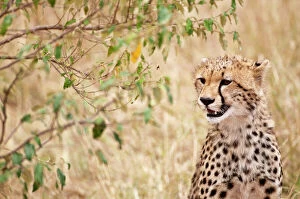Cheetah - head close up
