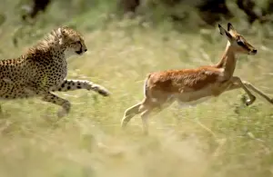 Cheetah - hunting impala, Maasai Mara National Reserve, Kenya JFL02134