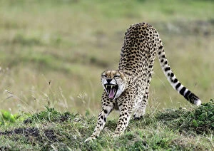 Yawning Gallery: Cheetah juvenile stretching and yawning