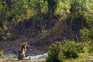Cheetah - at Kenya and Tanzania border