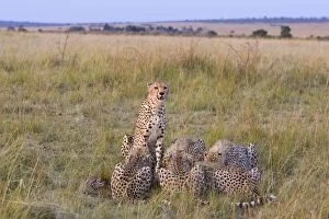 Cheetah - with kill