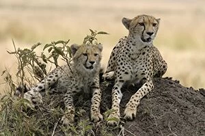 Images Dated 19th August 2003: Cheetah LA 632 Adult with young - Transmara, Maasai Mara, Kenya Acinonyx jubatus © J. M