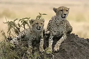 In Shade Prints: Cheetah LA 632 Adult with young - Transmara