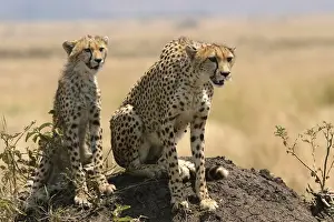 Cheetah LA 633 Adult with young - Transmara, Maasai Mara, Kenya Acinonyx jubatus © J. M. Labat / ardea. com