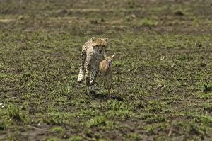 Images Dated 19th August 2003: Cheetah LA 636 Chasing Thomson's Gazelle - Transmara, Maasai Mara, Kenya Acinonyx jubatus © J. M