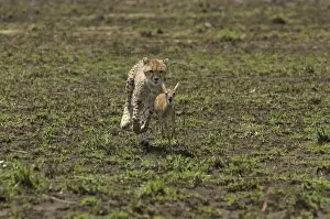 Thomsons Prints: Cheetah LA 636 Chasing Thomson's Gazelle - Transmara