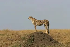Look Outs Prints: Cheetah LA 637 Transmara, Maasai Mara