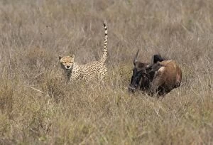 Images Dated 22nd December 2010: Cheetah - launching attack on Common Wildebeest