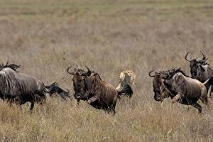 Images Dated 22nd December 2010: Cheetah - launching attack on herd of Common Wildebeest