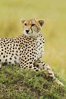 Images Dated 13th August 2011: Cheetah - laying on a mound