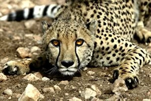 Cheetah - lying down