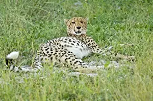 Cheetah - Lying down with full belly after eating impala - Okavango Delta - Botswana