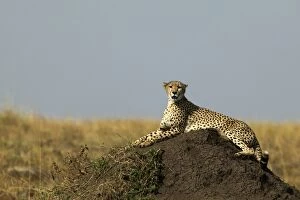Images Dated 20th August 2003: Cheetah Lying down TransMara, Maasai Mara, Kenya, Africa