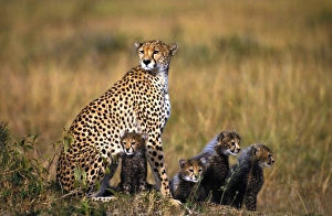 Images Dated 27th June 2006: Cheetah - Maasai Mara - Kenya - Africa