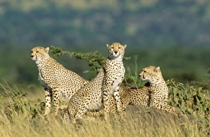 Images Dated 1st December 2008: Cheetah Maasai Mara, Kenya, Africa