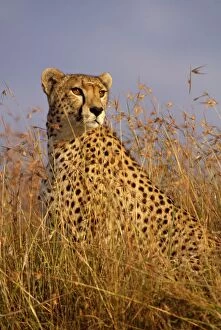 Images Dated 1st December 2008: Cheetah Maasai Mara, Kenya, Africa