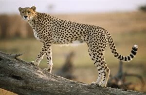 Images Dated 1st December 2008: Cheetah Maasai Mara, Kenya, Africa