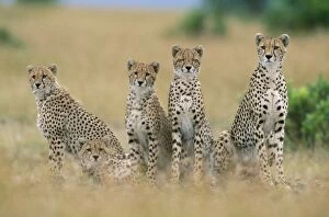 Images Dated 23rd April 2004: Cheetah Maasai Mara National Park, Kenya, Africa