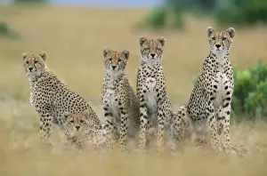 Big Cat Prints: Cheetah Maasai Mara National Park, Kenya, Africa