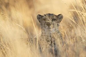 Cheetah - male