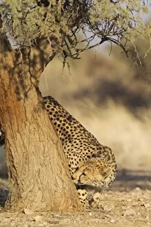 Cheetah - male checks the trunk of an Acacia tree