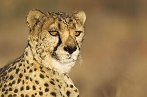 Acinonyx Jubatus Gallery: Cheetah - male - photographed in captivity on a